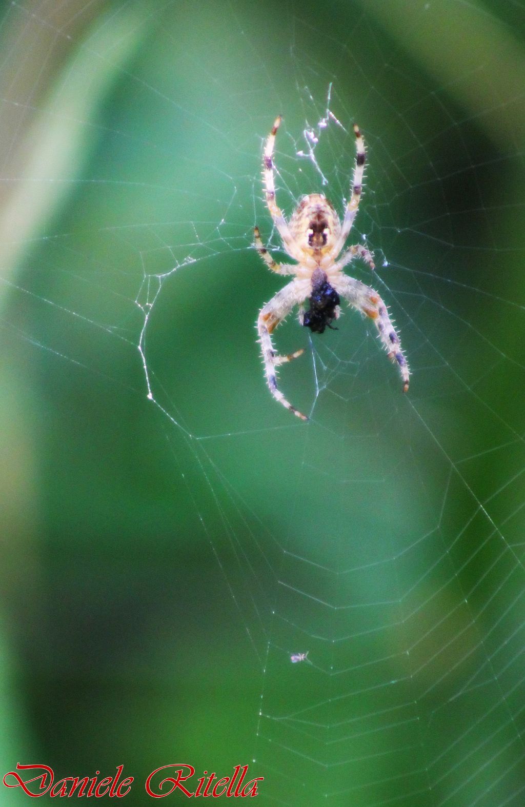 Araneus diadematus - Capriati a Volturno (CE)